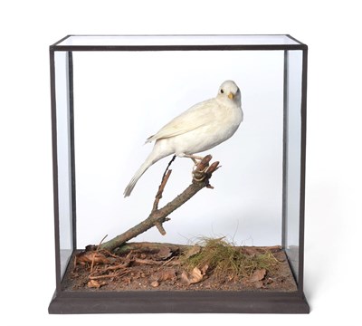 Lot 350 - Taxidermy: A Late Victorian Cased Rare White Blackbird (Turdus merula), by Rowland Ward, 166...