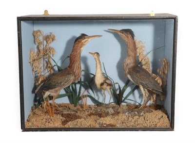 Lot 352 - Taxidermy: A Cased Pair of Striated Green-Backed Herons and A Least Bittern, a mixed case of wading