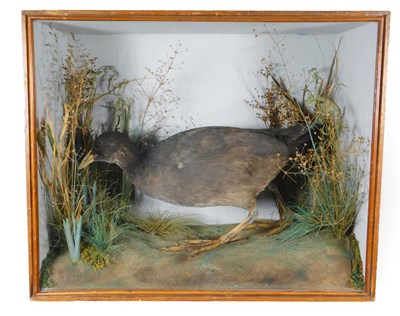 Lot 353 - Taxidermy: A Victorian Cased Eurasian Coot (Fulica atra), circa 1838-1906, by J. A. Cole,...