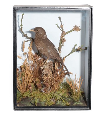 Lot 354 - Taxidermy: A Cased Pied Blackbird (Turdus merula), by T.E. Gunn, 86 St Giles Street, Norwich, a...