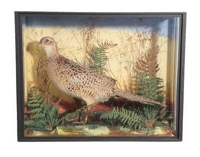 Lot 355 - Taxidermy: A Victorian Cased Hen Pheasant (Phasinus colchicus), by Edward Fortnum, 4 North...