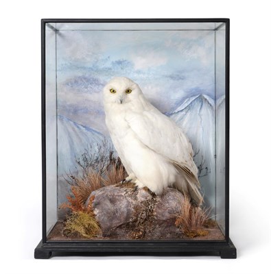 Lot 356 - Taxidermy: A Cased Snowy Owl (Nyctea scandiaca), circa 1997, by A. J. Armitstead, Taxidermy,...