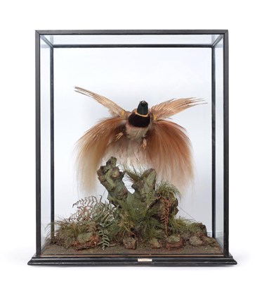 Lot 357 - Taxidermy: A Large Cased Raggiana Bird-of-Paradise (Paradisaea raggiana), circa 1920-1930, by...