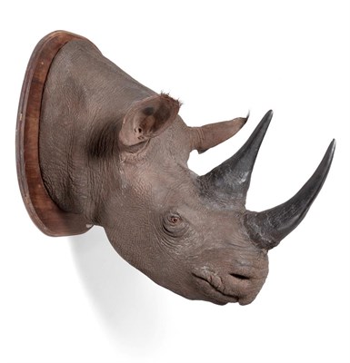 Lot 360 - Taxidermy: A Life Size Model of a Black Rhinoceros, circa mid-late 20th century, a large high...