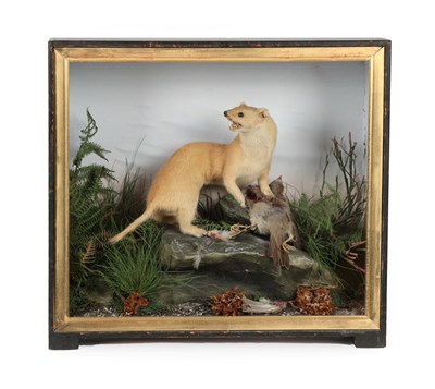 Lot 361 - Taxidermy: A Victorian Cased Stoat (Mustela erminea), by James Hutchings, Aberystwyth, full...