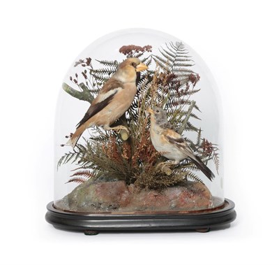 Lot 362 - Taxidermy: A Domed Diorama of a Hawfinch and Brambling, by F.E. Gunn, Naturalist, 86 St Giles...