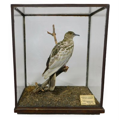 Lot 363 - Taxidermy: An Edwardian Cased Superb Fruit Pigeon/Dove (Ptilopus superbus), circa 1905, by...