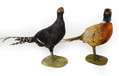 Lot 364 - Taxidermy: A Mikado Pheasant and Ring-Necked Pheasant, circa 1930-1940, by Rowland Ward, 167...