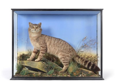 Lot 366 - Taxidermy: Scottish Wildcat (Felis silvestris silvestris), circa 1920, by W.A. Macleay,...