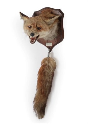 Lot 367 - Taxidermy: Red Fox Mask and Brush (Vulpes vulpes), circa 1955, by Peter Spicer & Sons,...