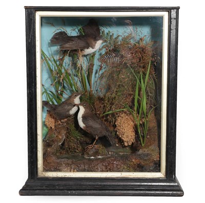 Lot 368 - Taxidermy: A Cased Trio of White-Throated Dippers (Cinclus cinclus), circa 1920, a trio of full...