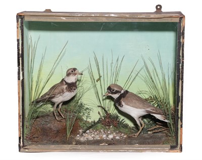 Lot 369 - Taxidermy: A Victorian Cased Pair of Little Ringed Plovers (Charadrius dubius) a pair of full...