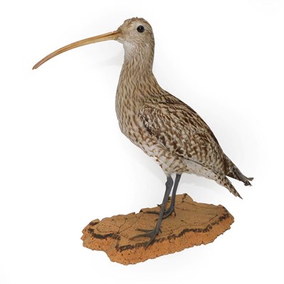 Lot 371 - Taxidermy: A Eurasian Curlew (Numenius arquata), a free standing full mount, stood upon a cork...