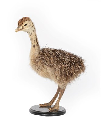 Lot 372 - Taxidermy: A Common Ostrich Chick (Struthio camelus), circa late 20th Century, full mount...