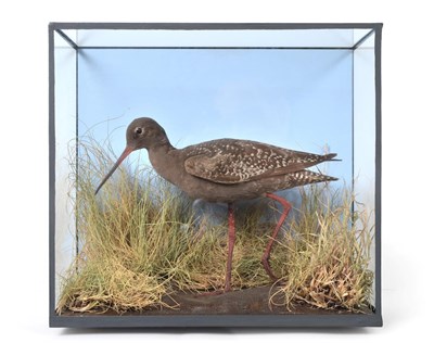 Lot 374 - Taxidermy: A Cased Spotted Redshank (Tringa erythropus), full mount in walking pose, upon muddy...