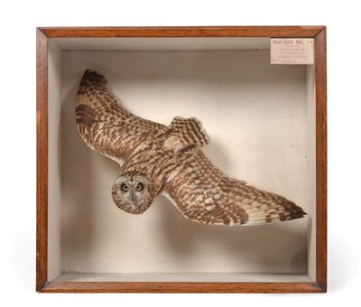 Lot 375 - Taxidermy: A Victorian Cased Short-Eared Owl (Asio flammeus), circa 1888, by R. Duncan,...