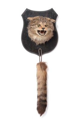 Lot 376 - Taxidermy: Scottish Wildcat (Felis silvestris silvestris), circa 1930-1940, attributed to John....