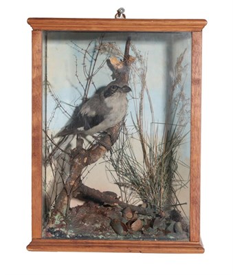 Lot 377 - Taxidermy: Loggerhead Shrike (Lanius ludovicianus), circa mid 20th century, full mount adult...