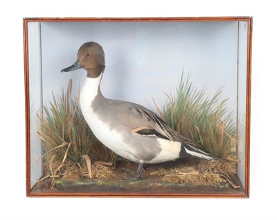 Lot 378 - Taxidermy: A Cased Northern Pintail Duck (Anas acuta), by E.C. Saunders, Naturalist &...