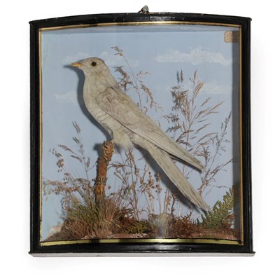 Lot 379 - Taxidermy: A Cased European Cuckoo (Cuculus canorus), by John Cooper & Son, 28 Radnor Street,...