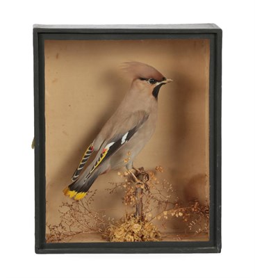 Lot 380 - Taxidermy: A Cased Bohemian Waxwing (Bombycilla garrulus), a full mount adult perched atop a...