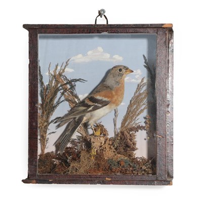 Lot 381 - Taxidermy: A Victorian Cased Brambling (Fringilla montifringilla), a full mount male perched upon a