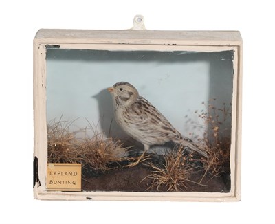 Lot 383 - Taxidermy: A Victorian Cased Lapland Bunting (Calcarius lapponicus), by T.E. Gunn, 86 St Giles...