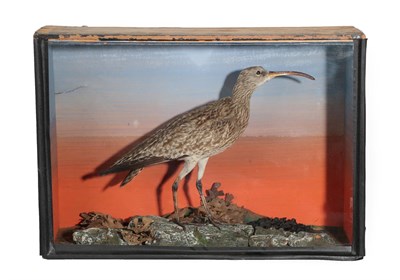 Lot 384 - Taxidermy: A Cased Whimbrel (Numenius phaeopus), circa 1913, full mount adult stood upon...