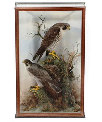 Lot 386 - Taxidermy: A Pair of Early 20th Century Cased Peregrine Falcons (Falco peregrinus), circa 1900,...