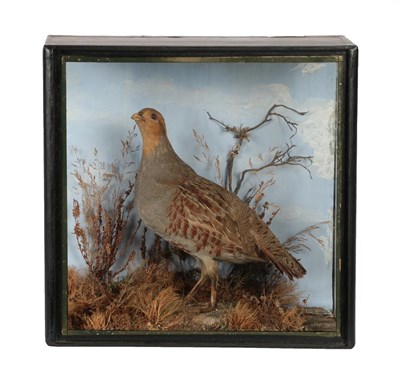 Lot 387 - Taxidermy: A Cased Grey Partridge (Perdix perdix), in the manner of John Cooper & Sons, London,...