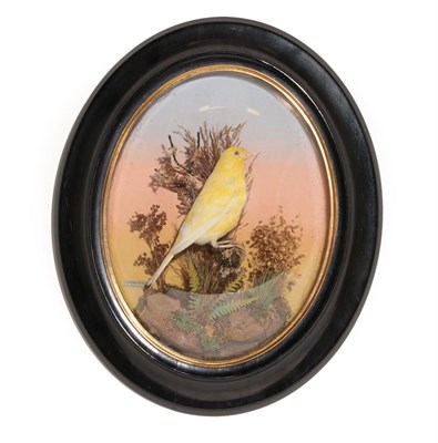 Lot 388 - Taxidermy: An Oval Wall Cased Yellow Canary (Serinus canaria domestica), circa July 1892, by...