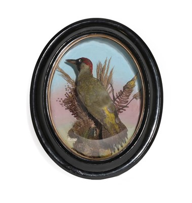 Lot 389 - Taxidermy: An Oval Wall Cased Green Woodpecker (PIcus viridis), by H. Barnett, Bishopsgate, EC,...