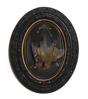 Lot 390 - Taxidermy: An Oval Wall Cased Chaffinch and Greenfinch, both full mount males, posed as hanging...