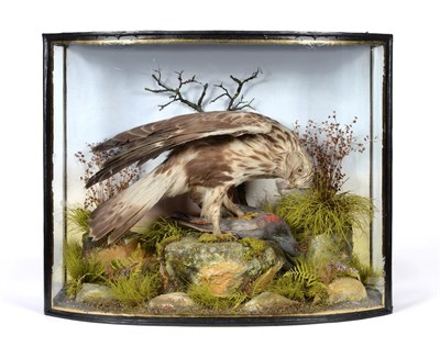 Lot 392 - Taxidermy: A Fine Example of a Late Victorian Rough-Legged Buzzard (Buteo lagopus), in the...