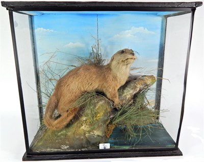 Lot 393 - Taxidermy: European Otter (Lutra lutra), circa 1898, by R. Duncan, Newcastle Upon Tyne, full...