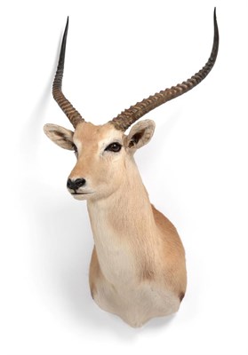 Lot 394 - Taxidermy: Red Lechwe (Kobus leche), circa late 20th century, Sierra de Gredos, Spain,  large...