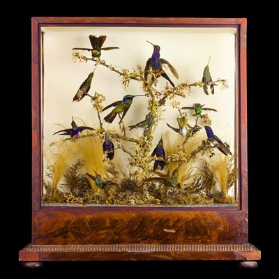 Lot 395 - Taxidermy: A Regency Cased Diorama of Humming Birds, dated 1820, attributed to Charles...