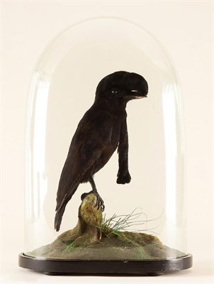 Lot 396 - Taxidermy: A Fine Rare Example of a Long-Wattled Umbrellabird (Cephalopterus penduliger), circa...