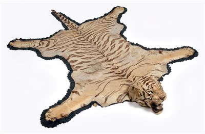 Lot 397 - Taxidermy: Indian Tiger (Panthera tigris tigris), by Van Ingen & Van Ingen, Mysore, India,...