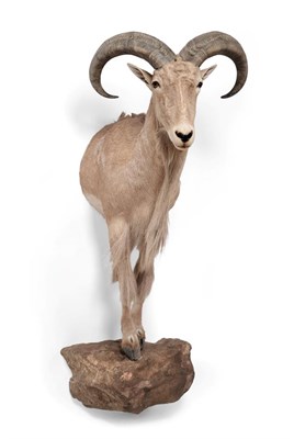 Lot 398 - Taxidermy: Barbary Sheep (Ammotragus lervia), circa late 20th century, Sierra de Gredos, Spain,...