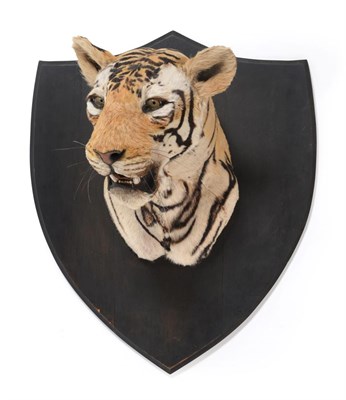 Lot 400 - Taxidermy: Indian Tiger Shoulder Mount (Panthera tigris tigris), circa 1922, by Van Ingen Van...