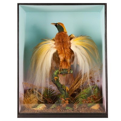 Lot 401 - Taxidermy: A Cased Late Victorian Lesser Bird-of-Paradise (Paradisaea minor), full mount male...