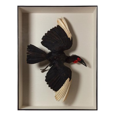 Lot 402 - Taxidermy: Southern Ground Hornbill in Flight (Bucorvus leadbeateri), circa early 20th century,...