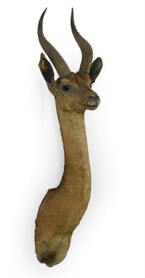 Lot 403 - Taxidermy: Northern Gerenuk (Litocranius sclateri) circa 1930, shoulder mount with head turning...