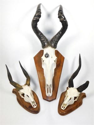 Lot 404 - Antlers/Horns: A Selection of African Hunting Trophies, circa late 20th century,  three sets of...