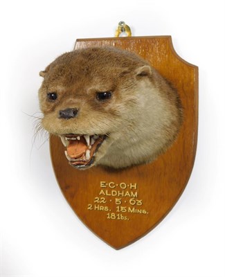 Lot 405 - Taxidermy: A Eurasian Otter Mask (Lutra lutra), circa 22/05/1963, by Edward Gerrard,...