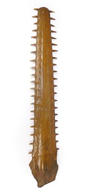 Lot 406 - Taxidermy: A Large 19th Century Sawfish Rostrum (Pristidae spp), an early example of a large...