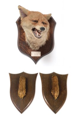 Lot 407 - Taxidermy: A Red Fox Mask (Vulpes vulpes), circa Jan/05/1924, by Peter Spicer & Sons, Taxidermists