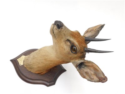 Lot 408 - Taxidermy: Cape Grysbok (Raphicerus melanotis), circa 1901, by Rowland Ward, The Jungle, 167...