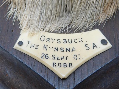 Lot 408 - Taxidermy: Cape Grysbok (Raphicerus melanotis), circa 1901, by Rowland Ward, The Jungle, 167...